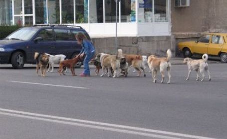 Primarul municipiului Giurgiu: Știu, e plin de câini fără stăpân în oraș, dar nu am ce face, sunt aduși din București