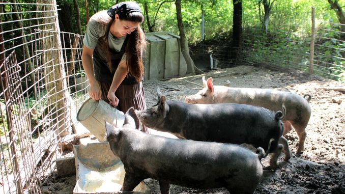 Ministrul Agriculturii: România importă 60% din consumul de carne de porc şi exportă jumătate din producţia de carne de pui Ministrul Agriculturii: România importă 60% din consumul de carne de porc şi exportă jumătate din producţia de carne de pui