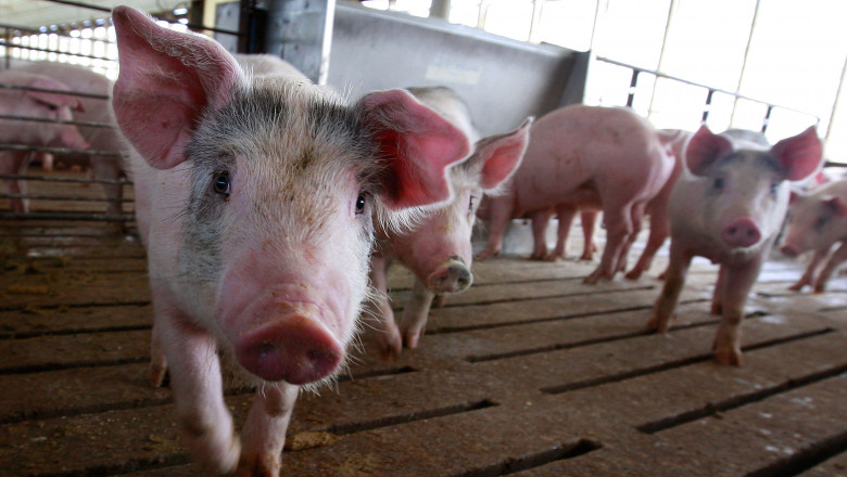 România a ajuns la mâna porcilor din import România a ajuns la mâna porcilor din import