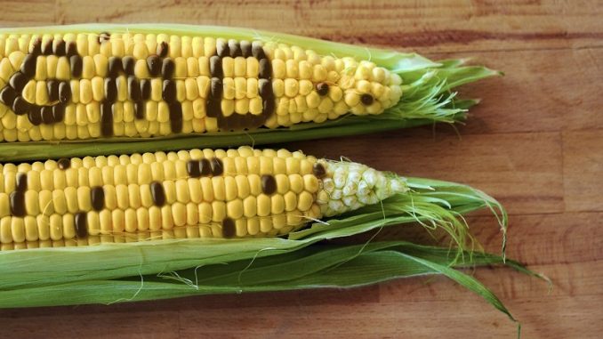 Cerealele ucrainiene, o nouă lovitură pentru fermierii români Cerealele ucrainiene, o nouă lovitură pentru fermierii români