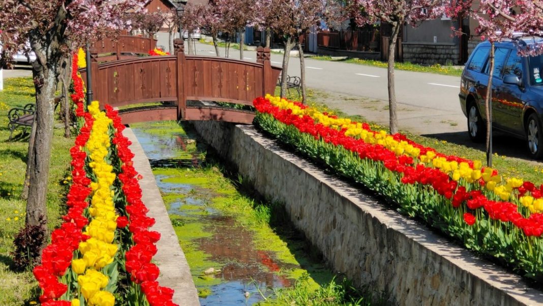 “Ungaria înflorită” din Cluj “Ungaria înflorită” din Cluj