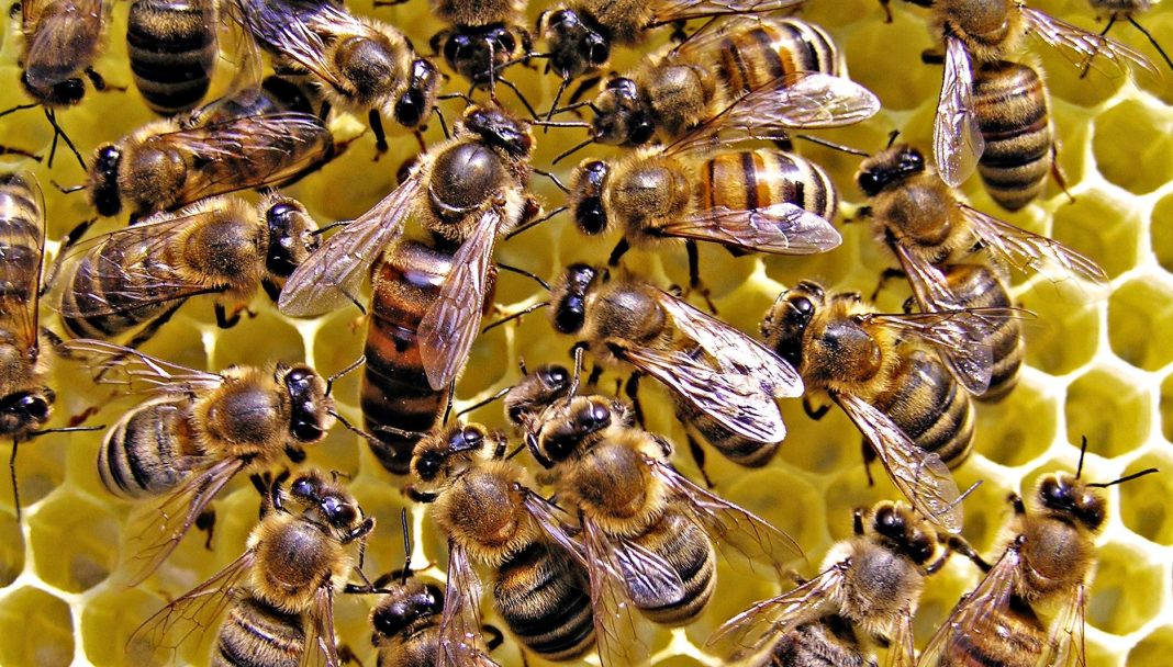 Politico: România nesocotește interdicția UE privind insecticidele ucigașe de albine Politico: România nesocotește interdicția UE privind insecticidele ucigașe de albine