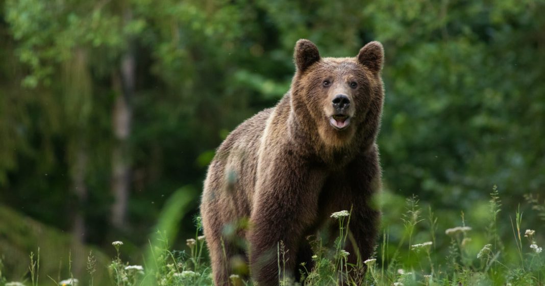 Cât mai acceptăm urșii? Un turist mușcat când s-a oprit in ambuteiaj pe Transfăgărăşan Cât mai acceptăm urșii? Un turist mușcat când s-a oprit in ambuteiaj pe Transfăgărăşan