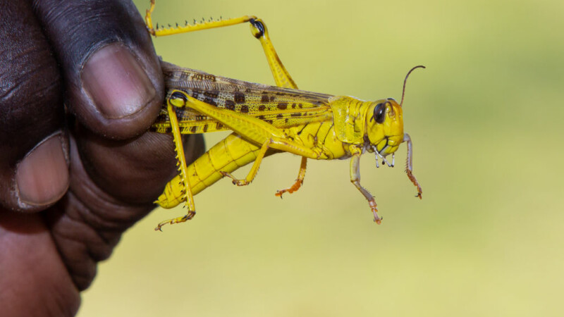 MAGYAR NEMZET: Făina de insecte şi maghiarii, în meniul din România MAGYAR NEMZET: Făina de insecte şi maghiarii, în meniul din România