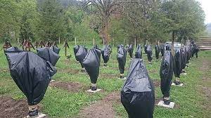 MTI: Organizaţia „Calea Neamului” se pregăteşte ca sâmbătă să amplaseze în cimitirul militar din Valea Uzului 150 de cruci de lemn în locul crucilor de beton îndepărtate MTI: Organizaţia „Calea Neamului” se pregăteşte ca sâmbătă să amplaseze în cimitirul militar din Valea Uzului 150 de cruci de lemn în locul crucilor de beton îndepărtate