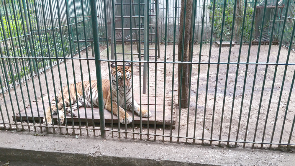 S-a îmbătat și a vrut să se bată cu un tigru la Zoo Bârlad S-a îmbătat și a vrut să se bată cu un tigru la Zoo Bârlad