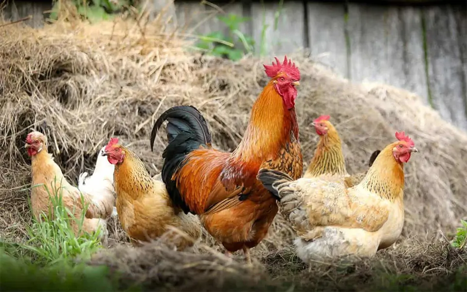 Invazia găinilor ucrainene ruinează producătorii din UE Invazia găinilor ucrainene ruinează producătorii din UE