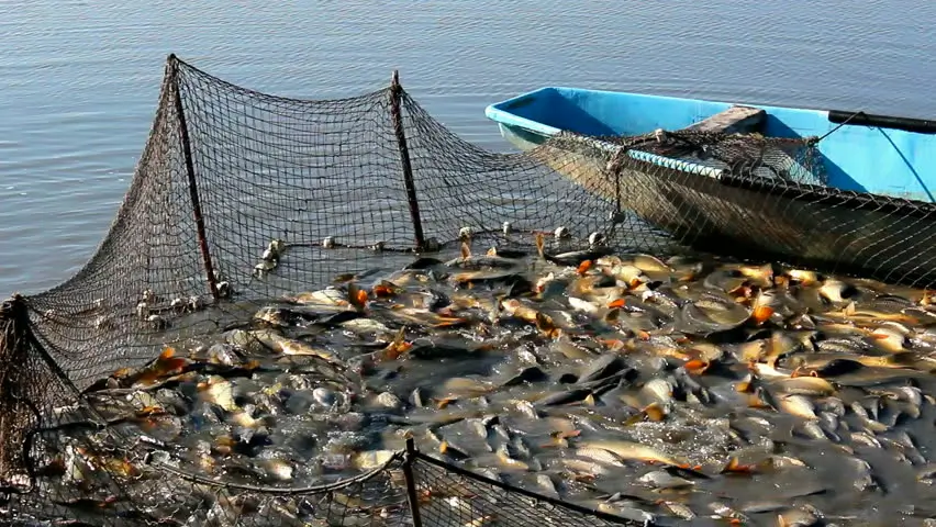 La acvacultură ne bat până și cehii și ungurii La acvacultură ne bat până și cehii și ungurii