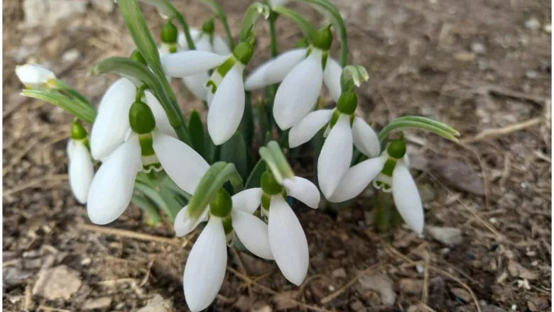 Poliția Locală Sfântu Gheorghe: Vânzarea fără autorizaţie a ghioceilor este infracțiune Poliția Locală Sfântu Gheorghe: Vânzarea fără autorizaţie a ghioceilor este infracțiune