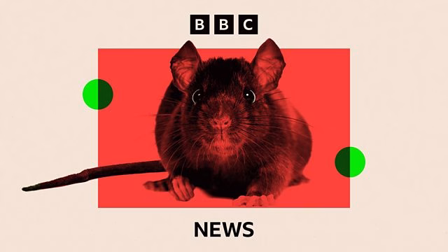 RATMAGEDDON/ BBC: Șobolanii cuceresc Occidentul RATMAGEDDON/ BBC: Șobolanii cuceresc Occidentul