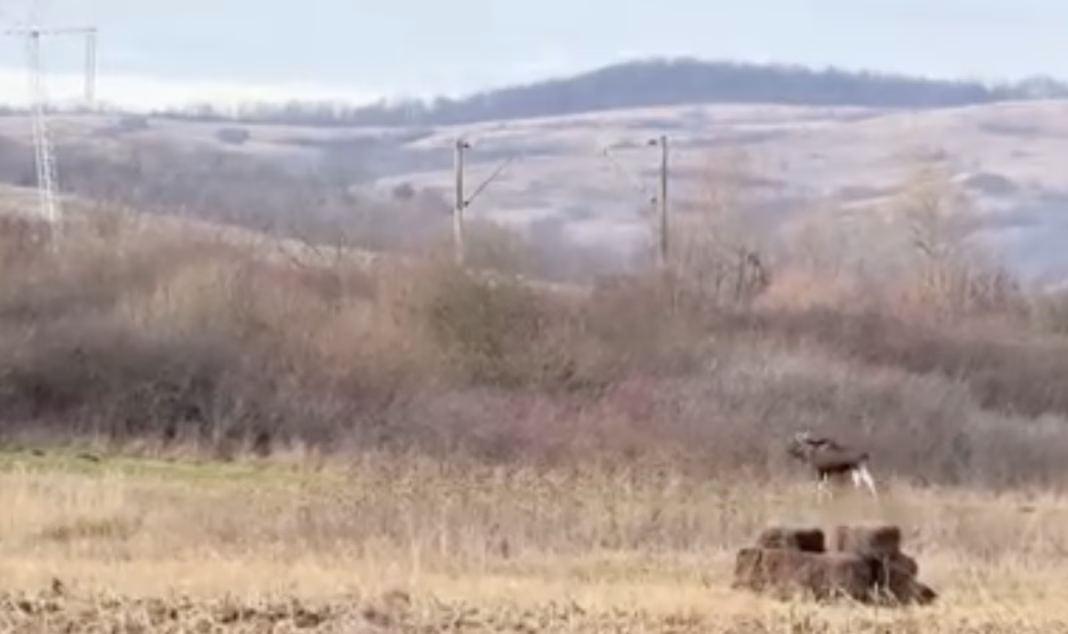 Un elan filmat in Hunedoara Un elan filmat in Hunedoara