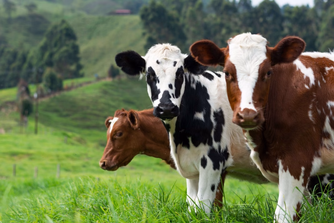 România a importat lapte şi produse lactate de un miliard de euro, exportăm de 283 milioane România a importat lapte şi produse lactate de un miliard de euro, exportăm de 283 milioane